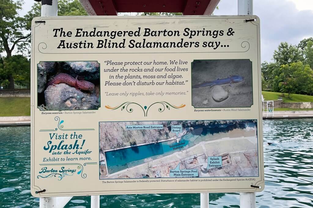 Austin Blind Salamander 01